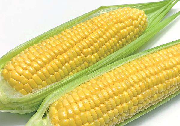 【うまかとSAGAし夏得祭】3列バス利用！スイートコーン狩りとライチ狩りをお土産付で満喫！