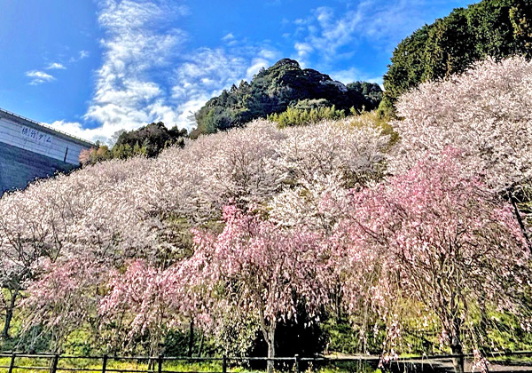 �ڲ��ݥ���κ��ȴ���ָ�����ݡ۸����κ�����ᤰ�ꡪ�뿩�Ϻ����������Τ�������Ƥ���