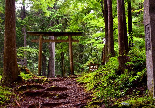 [25ǯ��ȯ] ��ϻ�� �����ƻ����ϩ�롼�ȡ��⤭���顦�ե��꡼���ѡ�