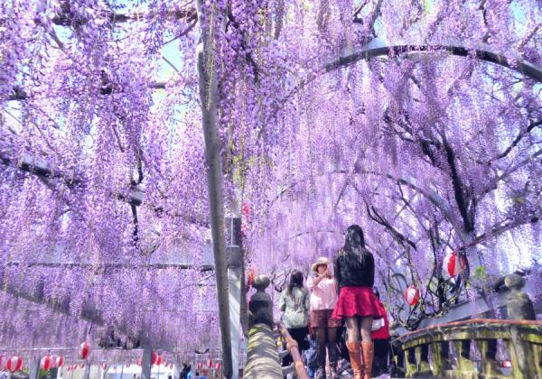 アーチ型の藤の花トンネルがお出迎え!頭上から降り注ぐ藤の花シャワーと甘美な香りに癒される「中山の大藤」も美しい!(※イメージ)