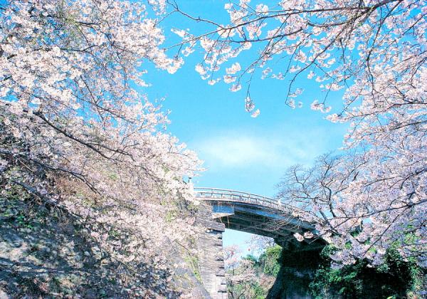 参道、川沿い、公園、いろんな桜景色が楽しめる県下有数のお花見スポットで約800本の桜観賞もお楽しみ ♪(※イメージ)