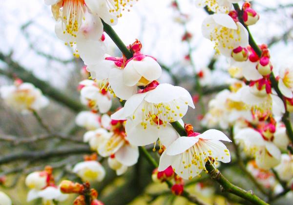 御船山の東山麓一帯に「一目1万本」の梅の花が咲き誇る「御船が丘梅林」も観賞。（※イメージ）
