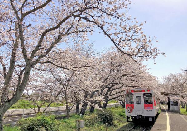 3列シートバス2食付の旅 桜トンネルの浦ノ崎駅と名護屋城址の桜と呼 バスツアー 旅行会社 第一観光 3列シートバス2食付の旅 桜トンネルの浦ノ崎駅と名護屋城址の桜と呼 バスツアー 旅行会社 第一観光
