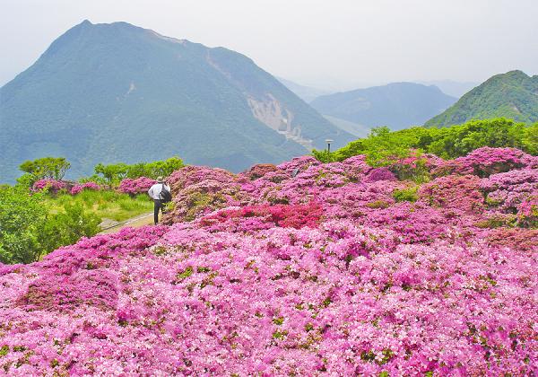 【ミヤマキリシマとは？】九州の比較的標高の高い火山帯に自生し、5月中旬から6月初旬にかけて鮮やかなピンク色の花を咲かせるツツジ科の植物です。（※イメージ）