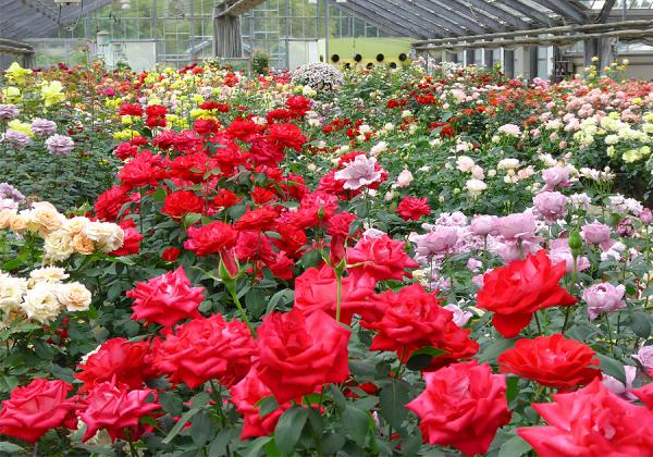 ハウスの中がバラ、ばら、薔薇で彩られる｢ローズヒルあまがせ｣は知る人ぞ知る穴場のバラ名所として密かに人気のスポットです ♪（※イメージ）