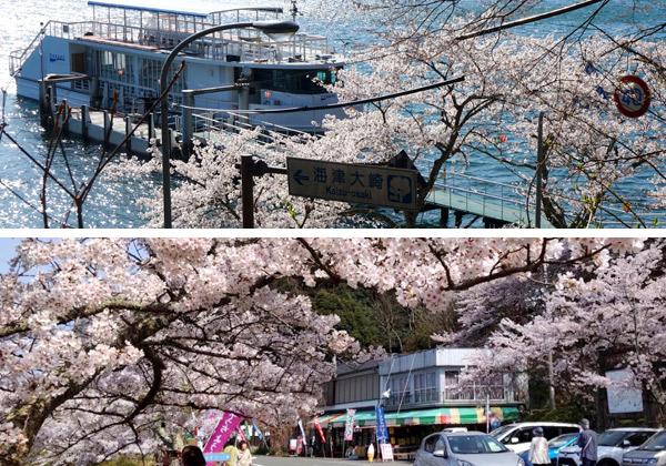 海津大崎の桜クルーズ＆上陸と坂本ケーブルと巻上機見…