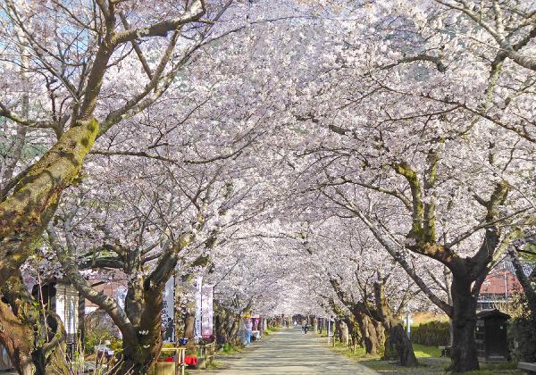【3列バスの旅】小京都秋月の桜トンネルと1パックお…