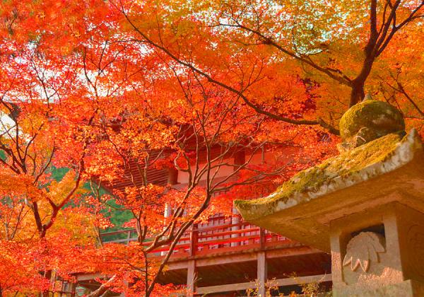 ԤλˤȤʤդ˺̤ξһۡʢ᡼