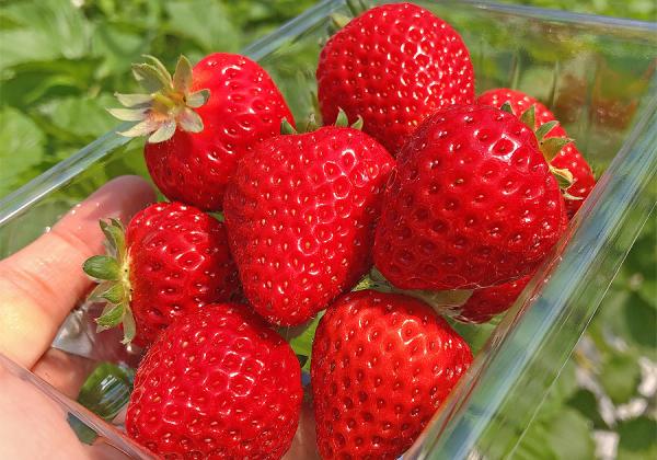 ¤³¤ì¤Ï´ò¤·¤¤¢ö ¤´¼«¿È¤ÎÌܤÇÁª¤ó¤ÇŦ¤ß¼è¤Ã¤¿¥¤¥Á¥´¤ò1¥Ñ¥Ã¥¯(250gËø)¤ª»ý¤Áµ¢¤ê²¼¤µ¤¤♫¡Ê¢¨¥¤¥Á¥´¼í¤ê¤Î¥¤¥á¡¼¥¸¡Ë