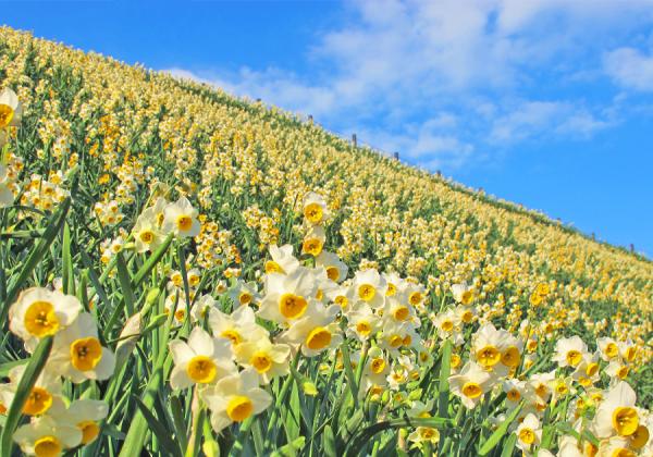 Ĺ�긩��ͣ��δĶ��ʎ�����������100���������ꤵ��Ƥ��������Ǵš���������ޤ�ƿ���Ѿޢ��ʢ����᡼�� / �̿���:Ĺ�긩�Ѹ�Ϣ����