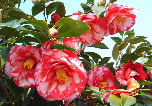 µ®½Å¤Ê¤â¤Î¤«¤éÄÁ¤·¤¤¤â¤Î¤Þ¤ÇÌó2,000Ëܤ¬¿¢ºÏ¤µ¤ì¤Æ¤¤¤ëŽ¢µ×Î±ÊÆ¤Ä¤Ð¤±àŽ£¤ÈŽ¢µ×Î±ÊÆ»ÔÀ¤³¦¤Î¤Ä¤Ð¤´ÛŽ£¤â´Ñ¸÷♫¡Ê¢¨¥¤¥á¡¼¥¸¡Ë