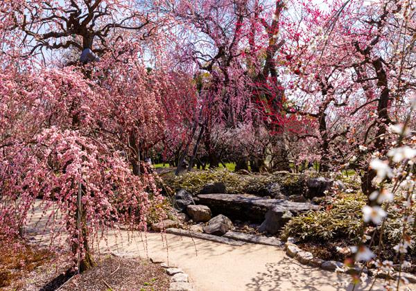 2ܺ˴ֲָ֤߱פޤ֤ǯ2ܤ3ܤǡߡߡšȬŤȡȤɤ˺餯ߤδ֤˥褦˻ϩӡߤ줿Ÿ˾椫ϡ߱360ٸϤȤǤޤȤۻҤΤդʲ󶡡ŷܡ