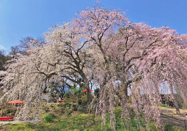 ��ʡ������������ / 3��Х���ˡ�ڸ������� �ȱ�Τ��������1�ѥå����ڻ��ա�