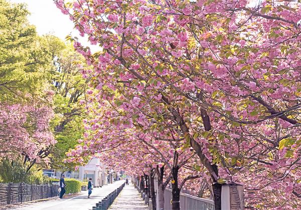 ����Į���Ȭ�ź��۵�α�ƻԤ��������ή�����Į��褤��600m���Ϥä���110�ܤ��餭³���ޤ����ʢ����᡼����