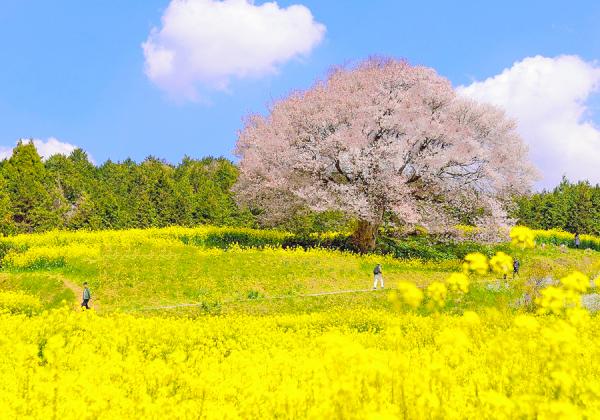 ¡ÚÇϾì¤Î»³ºù¡ÛºÚ¤Î²Ö±Û¤·¤Î¤½¤Î»Ñ¤¬³¨¤Ë¤Ê¤ë1Ëܺù¤ÇËèǯ¿¤¯¤Î¥«¥á¥é¥Þ¥ó¤¬¤½¤Î»Ñ¤ò»£±Æ¤·¤Ëˬ¤ì¤Þ¤¹¢ö¡Ê¢¨¥¤¥á¡¼¥¸¡Ë