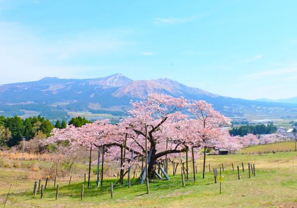 ¡Ú´Ñ²»ºù¡Û¶á¤¯¤ËÇÏÆ¬´Ñ²»¤¬ã«¤é¤ì¤Æ¤¤¤ë»ö¤«¤é¤½¤Î̾¤¬ÉÕ¤¤¤¿±ó¤¯¤«¤éį¤á¤Æ¤â¶á¤¯¤«¤é¸«¤Æ¤â³¨¤Ë¤Ê¤ëÈþ¤·¤µ¤Î±£¤ì¤¿Ì¾ºù¤Ç¤¹¢ö¡Ê¢¨¥¤¥á¡¼¥¸¡Ë