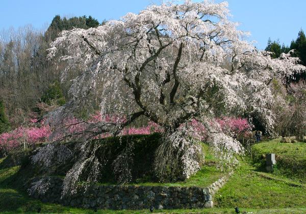 Ëܶ¿¤ÎÂíºù¤È¤â¸Æ¤Ð¤ì¤ë¿äÄê¼ùÎð300ǯ¤Î¥·¥À¥ì¥¶¥¯¥é¤Ç¤¹¡£°ìÀâ¤ËÂçºä²Æ¤Î¿Ø¤Ç³èÌö¤·¤¿¸å¡¢Âç±§ÂˤÎÃϤ˲Ȳ°Éߤò¹½¤¨¤¿Àï¹ñÉð¾¤ÎËôʼ±Ò¤³¤È¡¢¸åÆ£´ð¼¡¤Ë°ø¤ó¤Ç̾¤Å¤±¤é¤ì¤¿¤³¤È¤äÂç²Ï¥É¥é¥Þ¤Î¥ª¡¼¥×¥Ë¥ó¥°¤Ë±ÇÁü¤¬»ÈÍѤµ¤ì¤¿¤³¤È¤â¤¢¤Ã¤Æ¡¢¶áǯÁ´¹ñŪ¤Ë¤âÍ̾¤Ë¤Ê¤ê¤Þ¤·¤¿¡£