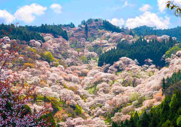 ���¤�̤�̾������ �������Ļ��