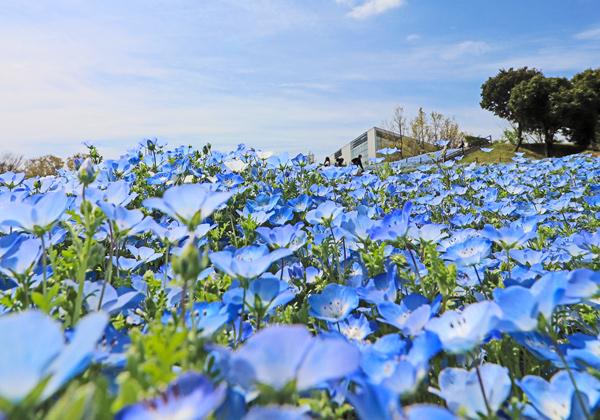 �֤��ѡ����פ�̤�ͥ�ե���ʤɤβִѾޤ⡪