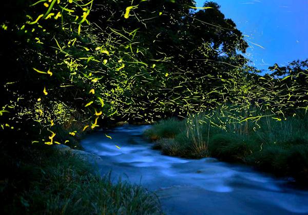 ŷ����ǰʪ���󥸥ܥ������©�ϡ��ڲ����õˬ��