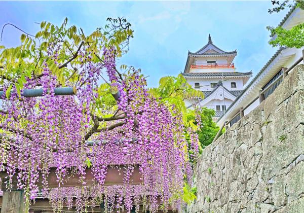 ������򰡤�ŷ��դ�ƣ�λ礬���رǤ�������ž���������ˤ�ƣ�ۤϺ���³���դ���ʪ���Ȥ��Ƹ��⳰��ͭ̾�Ǥ����ʢ����᡼����