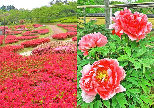 ��ĺ���Ӥ��֤ȥԥ󥯤ΤĤĤ������Ԥ����ڶ����ۡ�������������ؤβ�ð���궹���Ⱥ餭�ؤ�ڤܤ�����Фε֡ۤ�ɬ�����ʢ����᡼����