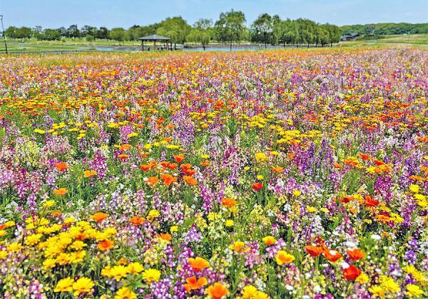 ÊõÀÐÈ¢¤Î¤ª²ÖȪ¤¬¹¤¬¤ë¡ÚÃÞ¸å¹°è¸ø±à¥Õ¥é¥ï¡¼¥¾¡¼¥ó¡Û¡¢Í¥Èþ¤Ê¥Ð¥é¤¬ºé¤¹á¤ë¡ÚÀж¶Ê¸²½¥»¥ó¥¿¡¼¡Û¡¢ÃΤë¿Í¤¾ÃΤë¡ÚÌ£ºä¥Ý¥Ô¡¼±à¡Û¤â´Ñ¾Þ¢ö¡Ê¢¨¥¤¥á¡¼¥¸¡Ë