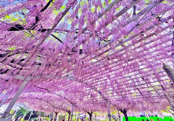 ����ε����ƣê�������������ʡڶ�̾ �������ȿ��Ҥ�ƣ�ۡ���������λ��פȤ���ͭ̾�ʡ��ĸ������ΤĤĤ��ۤ�ɬ���Ǥ����ʢ����᡼����