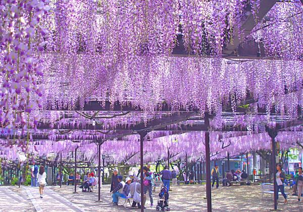 Ȭ���Ԥ�����˸ؤ��ŷ����ǰʪ�ڹ��ڤ���ƣ�ۤϰ츫�β��ͤ������������ʢ����᡼����