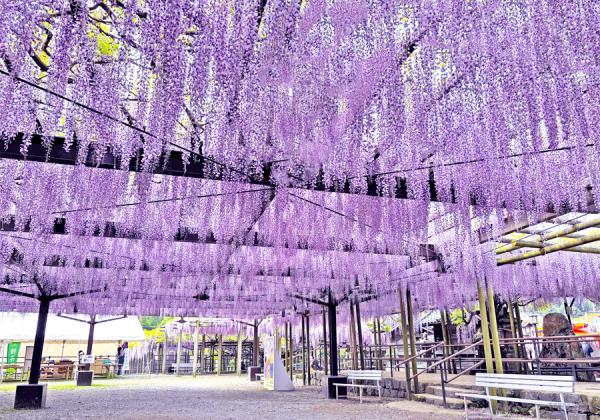 ��ʡ�����������ա۹��ڤ���ƣ�ȥ���������1�ѥå����ڻ��դ����βָ��ष�㤯�ʤ���