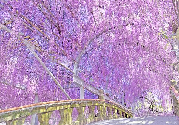 ¤¢¤Î¹õÌÚ¤ÎÂçÆ£¤Ë¤â°ú¤±¤ò¼è¤é¤Ê¤¤¥¹¥±¡¼¥ë¤ÈÈþ¤·¤µ¤ò¸Ø¤ë¤ÈɾȽ¤Ê¡ÚÃæ»³·§Ìî¿À¼Ò¤ÎÂçÆ£¡Û¡Ê¢¨¥¤¥á¡¼¥¸¡Ë