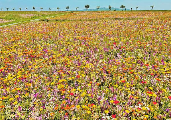 �͵�����̾�٤�޾徺��! ���줫�餭�ä�ͭ̾�ˤʤ�Ǥ������޸�ο����ʲ�̾����޸幭�����ե�������ۤؤ����⤷�ޤ����ʢ����᡼����