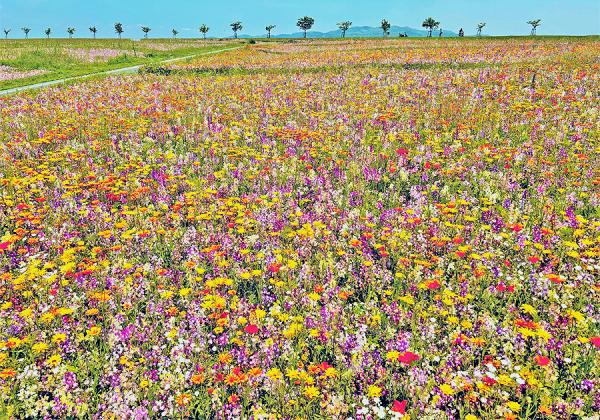 �͵�����̾�٤�޾徺��! ���줫�餭�ä�ͭ̾�ˤʤ�Ǥ������޸�ο����ʲ�̾����޸幭�����ե�������ۤؤ����⤷�ޤ����ʢ����᡼����