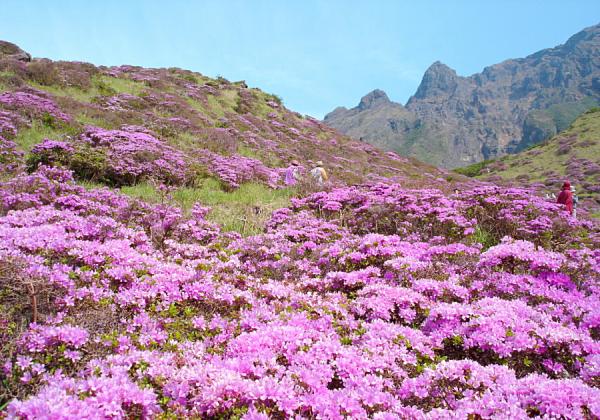 Àç¿Í¤â¿ì¤¦Äø¤ÎÁÔÂç¤Ê·Ê¿§¤¬¹¤¬¤ë»ö¤«¤é¤½¤Î̾¤¬ÉÕ¤¤¤¿Àç¿ì¶®(¤»¤ó¤¹¤¤¤¤ç¤¦)¤ÇÁ¯¤ä¤«¤Ê¥Ô¥ó¥¯¤¬Èþ¤·¤¤¥ß¥ä¥Þ¥¥ê¥·¥Þ¤ò´Ñ¾Þ¢ö¡Ê¢¨¥¤¥á¡¼¥¸¡Ë