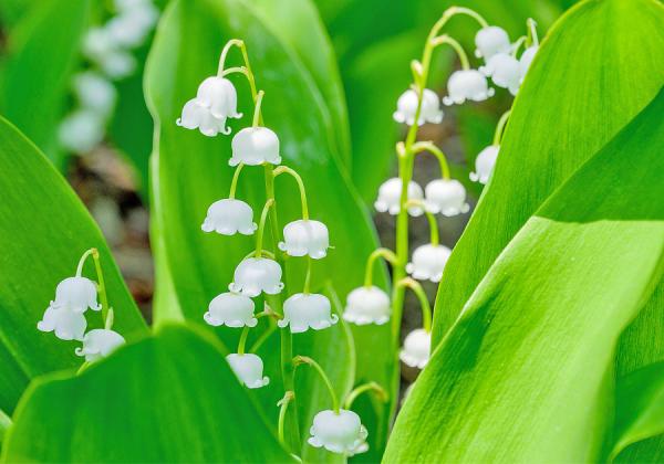 ��ʡ���϶�ȯ�����춮�ߥ�ޥ��ꥷ�ޤ������������ȤϤʰ����������������ǡ�