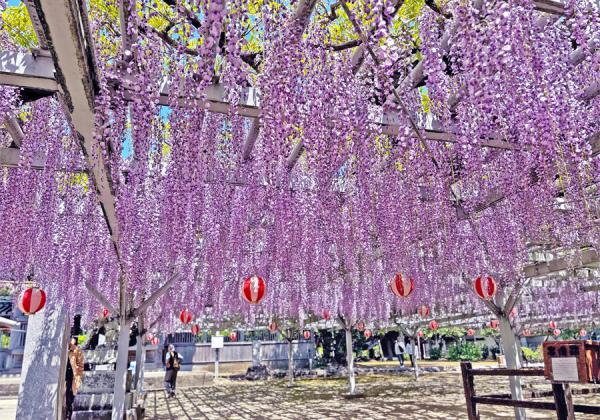 ����ī����ι���ǿ������ä�����(���ͤ褷)�Ʋ������β����򵧴ꤷ��������̾�դ���줿����ÿ��ҤΡھ���ƣ�ۡʢ����᡼����