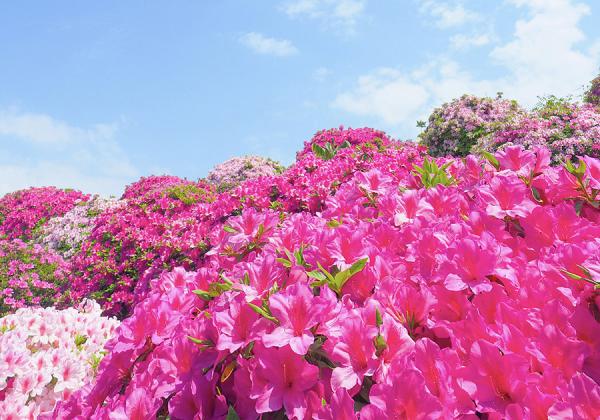 �뱫�ҳ�����5ǯ�κз��Ф����褹���ԴѤʡڽ��ı�ۤȼ�����400ǯ���礷�㤯�ʤ�������ɴ�ʤ����ꤵ��Ƥ���ھ������ۡʢ����᡼����