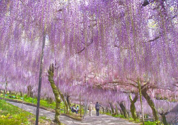 Ž¢ÀéºâÇÀ±àŽ£¤Î½Õ¤Ï¤Þ¤ë¤ÇÆ£¿§¤Î±«¤¬¹ß¤êÃí¤°¤è¤¦¤ËÆ£¤Î²Ö˼¤¬¿â¤ì²¼¤¬¤ê»ç¿§¤ÎÀ¤³¦¤ËͶ¤¤¤Þ¤¹♬¡Ê¢¨¥¤¥á¡¼¥¸¡Ë