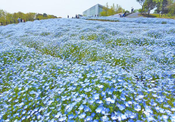 µìÂçʬÇÀ¶Èʸ²½¸ø±à²þ¤áŽ¢¤ë¤ë¥Ñ¡¼¥¯Ž£¤Î½Õ¤ÏÌó70ËüËܤΥͥâ¥Õ¥£¥é¤¬±àÆâ¤òÀĤÎÀ¤³¦¤ËºÌ¤ê¤Þ¤¹♬¡Ê¢¨¥¤¥á¡¼¥¸¡Ë