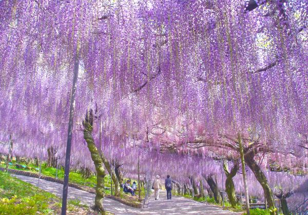 Ž¢ÀéºâÇÀ±àŽ£¤Î½Õ¤Ï¤Þ¤ë¤ÇÆ£¿§¤Î±«¤¬¹ß¤êÃí¤°¤è¤¦¤ËÆ£¤Î²Ö˼¤¬¿â¤ì²¼¤¬¤ê»ç¿§¤ÎÀ¤³¦¤ËͶ¤¤¤Þ¤¹♬¡Ê¢¨¥¤¥á¡¼¥¸¡Ë