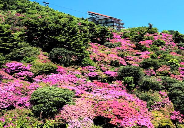 ¡Ú±ÀÀç¿ÎÅÄÆ½¥ß¥ä¥Þ¥¥ê¥·¥Þ¡Û¶å½£¤Î¹â¤¤»³¤À¤±¤Ç¸«¤é¤ì¤ë¥ß¥ä¥Þ¥¥ê¥·¥Þ¡£¾®¤µ¤Ê²Ö¤¬»³°ìÌ̤˺餯·²Íî¤Ï°µ´¬¤ÎÈþ¤·¤µ¢ö