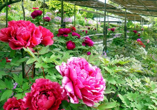 �͵����̤��ƿ�ʪ��ڤ���������ʪ����ˤ⡪