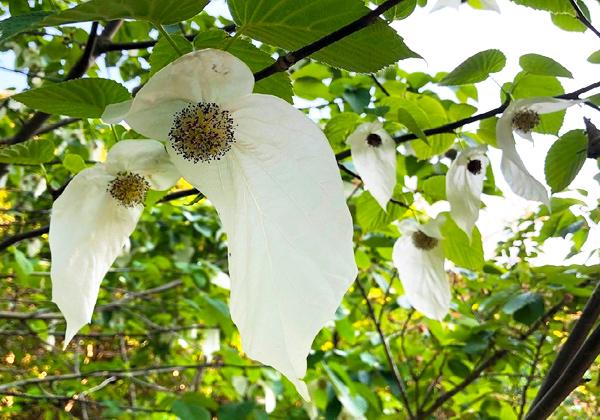 �֤䤫���Ф��򡪴����ʥϥ󥫥��Υ��β֤�Ѿޡ�