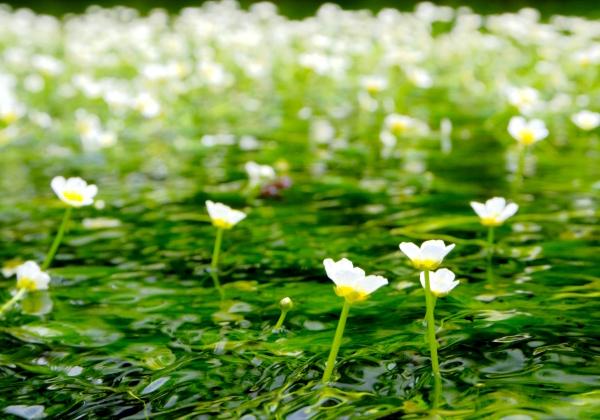 �滳ƻ�νɾ�Į���̱Ƥ�Ĥ��å���ʤ��᤬���ˡ�����Į���ή������¢��פ���ή���ɤ��Τ����������򤤲֡��߲����ʤФ�����ˡפǤ���ǯ�֤��̤���14��������䤿��ͯ��ˤ����餿�ʤ����Ťʿ���֡����̤˴��Ф����ߤβ֤˻��������ʲ֤�餫����Ѥϡ��ä䤫�ǿ��������������Ǥ�����Ƥ�ˬ���𤲤���ʪ���򰦤Ǥ롣����ʾ�濫�դ��ҤȤȤ��򡢤�ä���Ȥ��ڤ��ߤ���������