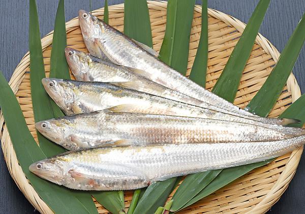 ¡Ú¤¨¤Ä¤È¤Ï¡©¡Û´Á»ú¤ÇÀƵû¤È½ñ¤¤Þ¤¹¡£ºú¤ä°¾¤ÈƱ¤¸³¤¤ÈÀî¤ò¹Ô¤Í褹¤ëÄ̤·²óÍ·µû¤Ç³¤¿å°è¤Ë¤¤¤ë»þ¤Ï¿È¤¬Çö¤¯¤Æ¹ü¤Ï¹Å¤¯¡¢µ¥¿å°è¤ËÆþ¤ë¤È¿È¤Ï¸ü¤¯¹ü¤¬½À¤é¤«¤¯¤Ê¤ë¤È¸À¤ï¤ì¡¢Ê¢¤«¤éÇØ¤Ë¤«¤±¤Æ¤°¤Ã¤ÈÀÚ¤ì¹þ¤ó¤À¿Ïʪ¤Î¤è¤¦¤Ê·Á¤¬ÆÃħŪ¤Ê¥«¥¿¥¯¥Á¥¤¥ï¥·²Ê¤Î´õ¾¯µû¤Ç¤¹¢ö¡Ê¢¨¥¤¥á¡¼¥¸¡Ë