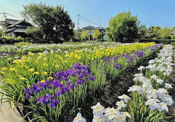 Àî²¼¤ê¤Î½®¾å¤«¤é¸«¤¿»ö¤¬¤¢¤ë¿å¶¿ÌøÀî½é²Æ¤ÎÉ÷ʪ»íŽ¢³ñÅç¾Ô³÷±àŽ£¤òÅö¥Ä¥¢¡¼¤Ç¤Ï±àÆâ¤ËÆþ¤Ã¤Æ¤´Í÷ĺ¤¤Þ¤¹¢ö¡Ê¢¨¥¤¥á¡¼¥¸¡Ë