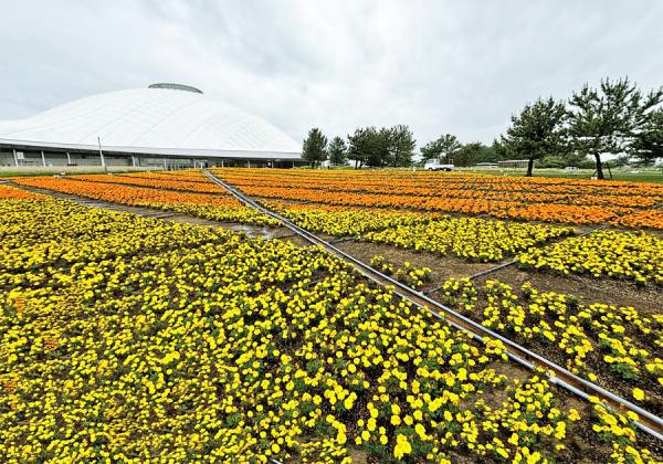 ��ǯ4��˥����ץ󤷤�������������Υե������ǥ�˽�Ƥβ֡����餭�ؤ�ڻ���������ǰ����ۡʢ����᡼����