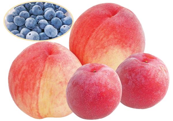 ¥¸¥å¡¼¥·¡¼¤ÊÅí¤È˧½æ¤Ê´Å¤µ¤Ç¿Íµ¤¤Îµ®ÍÛ¤¹¤â¤â¤Î¤ªÅÚ»º¤Ë²Ã¤¨¤Æ½Ü¤Î¥Ö¥ë¡¼¥Ù¥ê¡¼¼í¤ê¤ò±àÆâ¿©¤ÙÊüÂê¤ÇËþµÊ¢ö¡Ê¢¨¤ªÅÚ»º¥¤¥á¡¼¥¸¡Ë