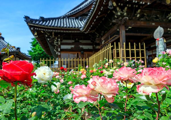 �����˥����������ǥ󡩡ġֲ֤ޤ����פȾΤ���뤪�դ��Ѳ��ϡ���Ƥˤʤ�ȶ�������Ԥ���������ΥХ餬�餭�ؤꡢ�ڤ䤫�ʹ�����ޤ�ޤ����ä˽����˿͵��ι⤤���󥰥�å�����������濴�ˡ����Ȥ�ɤ�ΥХ餬���������ȸ�����Ĵ�¡���������̤�Х�β�ϭ�򤯤���С��ޤ����̩�βֱ���¤���������Τ褦���������Υ����������ǥ󤬡�ˬ���ͤο������䤷�Ȳڤ䤮��ź���Ƥ���ޤ���