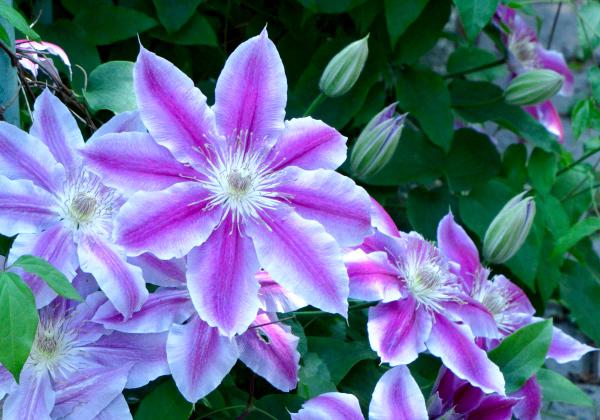 �����˹�����ֲ֤ζ� ��ë�פǤϡ���Ƥ�ˬ��ȤȤ�ˡ֥ƥå���ʥ���ޥ����ˡפ���������䤫�˺̤�ޤ������٤ʤĤ�򿭤Ф������ؤ��龮�֤�ʤ�Τޤǡ�������ۤȤ����֡����餭�����ͻҤϡ��ޤ��˼����ηݽ��ʡ��ʤ��餫�ʵ����Ϥ�褫����������⤭�䤹�����𡹤������Ф���ǥƥå��󤬿���ʤ����������ʤ˿��������ޤ����ϥޥʥ��ι��ȶ��ˡ����λ����ˤ����а����ʤ�ͥ���ʲ֤ζ���򡢤�ä���Ȥ��ڤ��ߤ���������